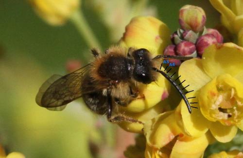 Andrena sp.